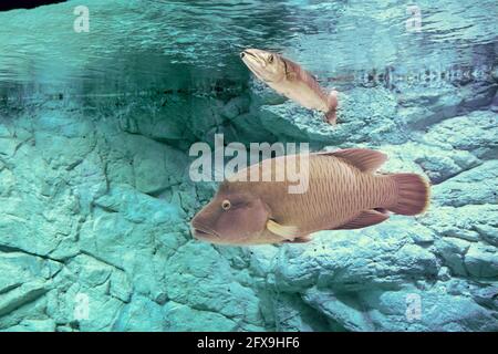 Humphead Maori Wrasse or Cheilinus undulatus in fish tank of sea aquarium. Stock Photo