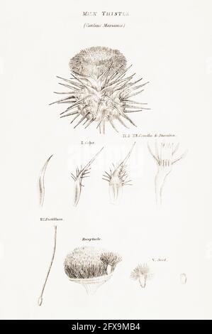 Copperplate botanical illustration of Milk Thistle / Silybum marianum from Robert Thornton's British Flora, 1812. Used for food and medicinal remedies Stock Photo