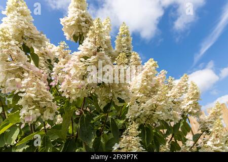 Large clusters or white Hydrangea paniculata or the panicled hydrangea. Stock Photo