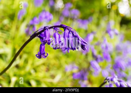 Bluebells also Hyacinthoides non-scripta are pretty flowers in springtime woodland. Stock Photo