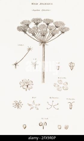 Copperplate botanical illustration of Wild Angelica / Angelica sylvestris from Robert Thornton's British Flora, 1812. Once used as a medicinal plant. Stock Photo