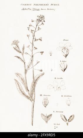 Copperplate botanical illustration of Shepherds Purse / Capsella bursa-pastoris from Robert Thornton's British Flora, 1812. Former medicinal plant. Stock Photo