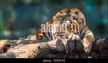 Siberian or Amur tiger with black stripes lying down on wooden deck. Full big size portrait. Close view with green blurred background. Wild animals wa