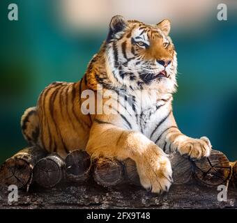 Siberian or Amur tiger with black stripes lying down on wooden deck. Full size portrait looking right. Close view with green blurred background. Wild Stock Photo