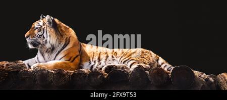 Siberian or Amur tiger with black stripes lying down on wooden deck. Full big size portrait. Close view on black background. Wild animals watching, bi Stock Photo