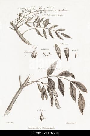 Old botanical illustration engraving of Ash tree / Fraxinus excelsior ...