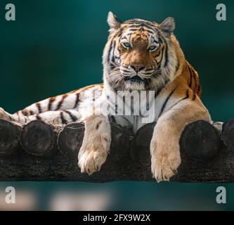 Siberian or Amur tiger with black stripes lying down on wooden deck. Full big size portrait looking forward. Close-up with green blurred background. W Stock Photo