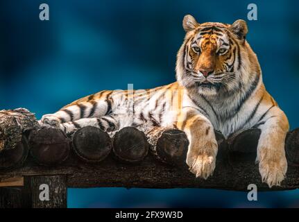 Siberian or Amur tiger with black stripes lying down on wooden deck. Big size portrait. Close view with blue blurred background. Wild animals watching Stock Photo