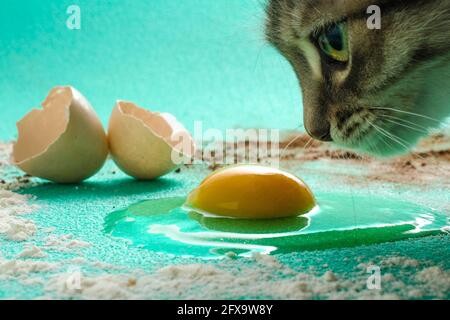 Cat making Mischief in the Kitchen Stock Photo