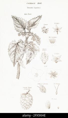 Copperplate botanical illustration of Hop / Humulus lupulus from Robert Thornton's British Flora, 1812. Traditional medicinal plant, and used for beer Stock Photo