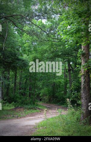 a dirt path winds its way through the woods Stock Photo
