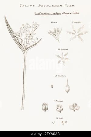 Copperplate botanical illustration of Yellow Bethlehem Star / Gagea lutea from Robert Thornton's British Flora, 1812. Once used as a medicinal plant. Stock Photo
