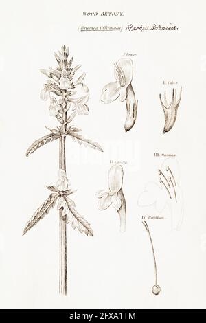 Copperplate botanical illustration of Wood Betony / Betonica officinalis from Robert Thornton's British Flora, 1812. Well-known old medicinal plant. Stock Photo