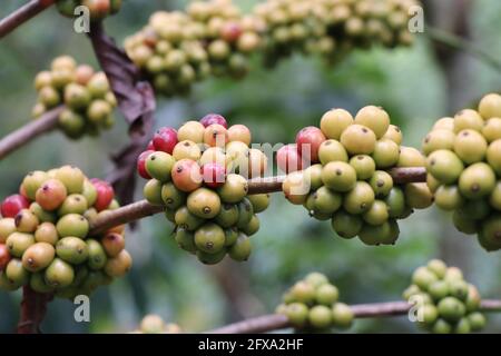 Close-up of Coffee berry on Robusta plant branches Stock Photo