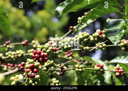 Robusta coffee plant with both ripe and unripe coffee beans on same branch with showers of sunlight falling on coffee cherries Stock Photo