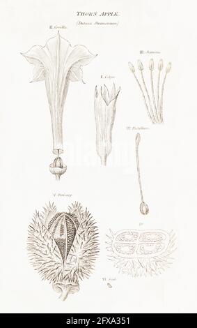 Copperplate botanical illustration of Thorn-apple, Jimsonweed / Datura stramonium from Robert Thornton's British Flora, 1812. Deadly poisonous plant. Stock Photo