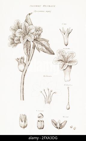 Copperplate botanical illustration of Henbane / Hyoscyamus niger from Robert Thornton's British Flora, 1812. Poisonous plant & once used for medicine. Stock Photo