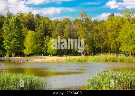 A beautiful lake, woodland pond in a park. Summer scenery in a forest on a nice sunny day. Fresh green trees against a blue sky, tall reeds on a shore Stock Photo