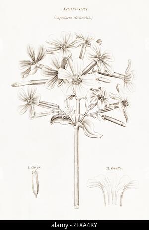 Copperplate botanical illustration of Soapwort / Saponaria officinalis from Robert Thornton's British Flora, 1812. Used for soap and medicine. Stock Photo