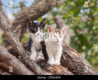Two cute baby cats sitting friendly side by side on tree branches and logs and looking attentively, Greece Stock Photo