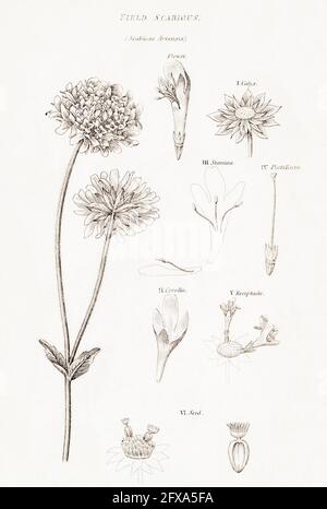 Copperplate botanical illustration of Field Scabious / Scabiosa arvensis from Robert Thornton's British Flora, 1812. Once used as a medicinal plant. Stock Photo