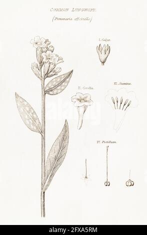 Copperplate botanical illustration of Lungwort / Pulmonaria officinalis from Robert Thornton's British Flora, 1812. Once used as a medicinal plant. Stock Photo