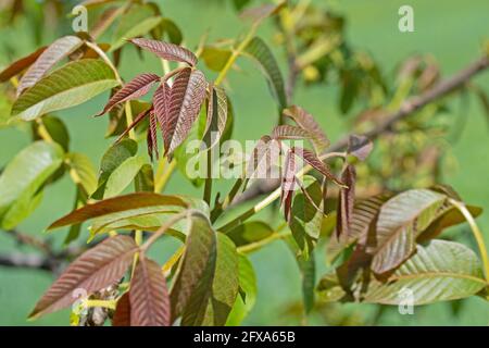 Young leaves of walnut in spring Stock Photo