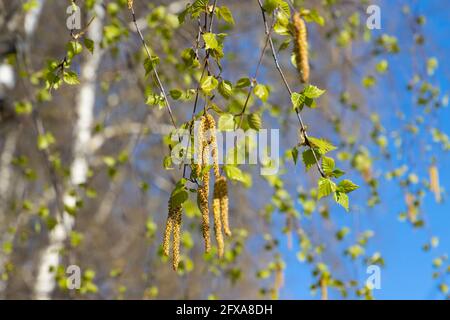 Birch tree branches with fresh green leaves and flowers with yellow pollen Stock Photo