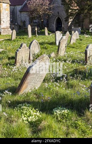 Spring flowers growing in the churchyard of St Mary, St Peter & St Paul church at Westbury on Severn, Gloucestershire UK Stock Photo