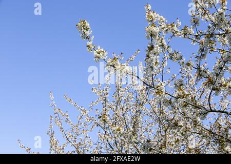 Wild cherry (Gean) blossom in springtime seen against a clear blue sky in North Yorkshire, England UK Stock Photo