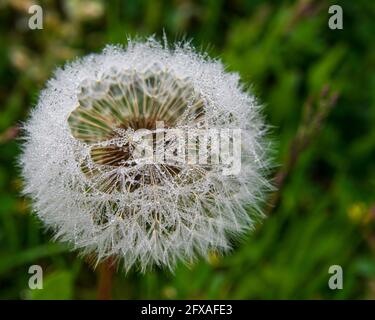 High angle view of dewdrops on mature dandelion flower with seed stems. Selective Focus on dew drops in the foreground. Shallow depth of field Stock Photo