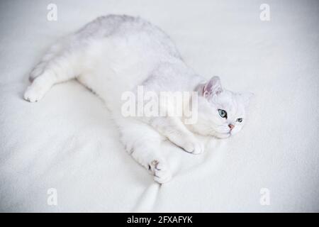 adult cat breed Scottish chinchilla with straight ears, sleeps Stock Photo