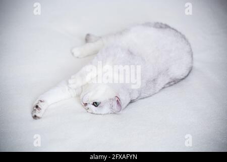 adult cat breed Scottish chinchilla with straight ears, sleeps Stock Photo