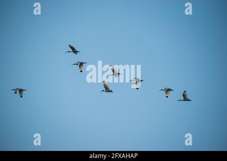 A flock of White Ibis fly through the sky in Tampa, Florida. Stock Photo