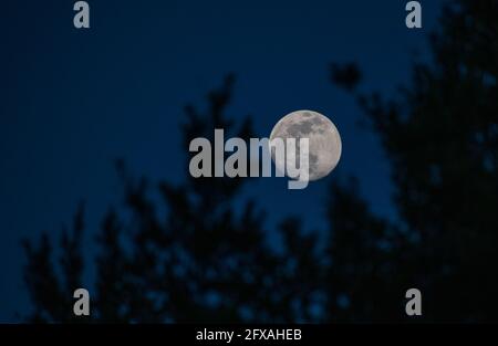 A photo of the super moon in May of 2021 as seen through the trees. Stock Photo