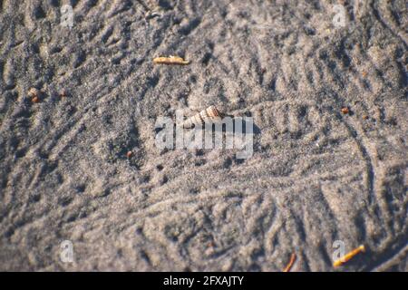 A small hermit crab crawls across the textured sand of a Florida coastal nature park, with shell tracks visible from previous hermit crabs. Stock Photo