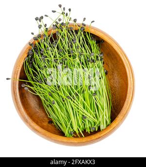 Chive microgreens, in a wooden bowl. Ready to eat shoots of Allium schoenoprasum, with seed coats on their tips. Sprouts, green leaves. Stock Photo