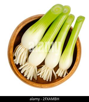 Fresh scallion bulbs, in a wooden bowl. Group of green onions, also called spring onions or sibies. Vegetable with mild onion taste. Stock Photo