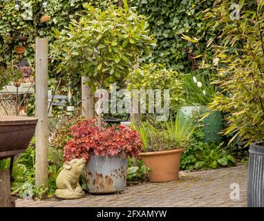 Small garden with an assortment of metal, terracotta and ceramic containers with various plants in them. UK. Stock Photo
