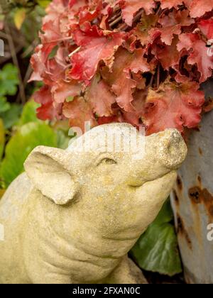 Stone pig garden ornament with a red leaved heuchera plant growing in a rusty galvanised bucket in the background. Stock Photo