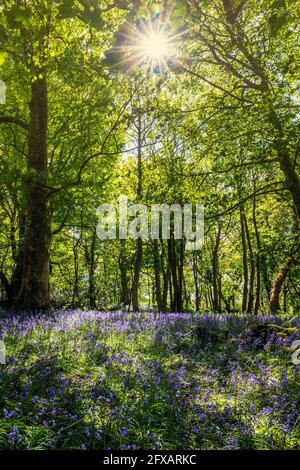 Sunlight through trees onto wild bluebells growing in the forest, near Ballantrae, Ayrshire Stock Photo