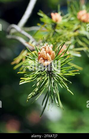 Jack pine, grey pine, scrub pine, Banks-Kiefer, Pinus banksiana, Banks-fenyő Stock Photo