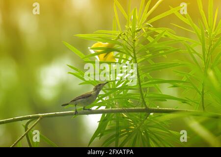 The purple sunbird , Cinnyris asiaticus, a small sunbird. Sitting on a tree branch. Stock Photo