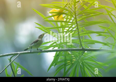 The purple sunbird , Cinnyris asiaticus, a small sunbird. Sitting on a tree branch. Stock Photo