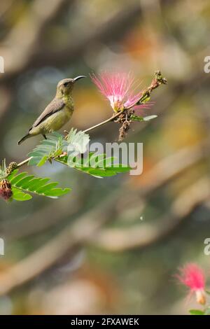 Beautiful Purple sunbird (Cinnyris asiaticus), a small sunbird, sucking nectar from flower. Stock image shot at Kolkata, Calcutta, West Bengal, India Stock Photo