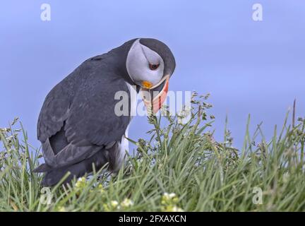 Atlantic Puffin bird gathering grass for the nest, Iceland Stock Photo