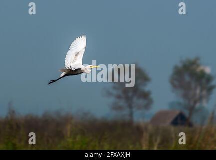 Bird - Median Egret , Egretta intermedia flying in sky Stock Photo