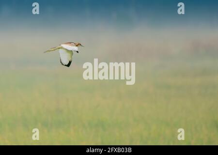 Bird - Median Egret , Egretta intermedia flying in sky Stock Photo