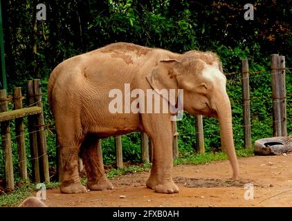 Borneo Pygmy Elephant (Elephas borneensis) captive adult female in enclosure Sabah, Borneo January