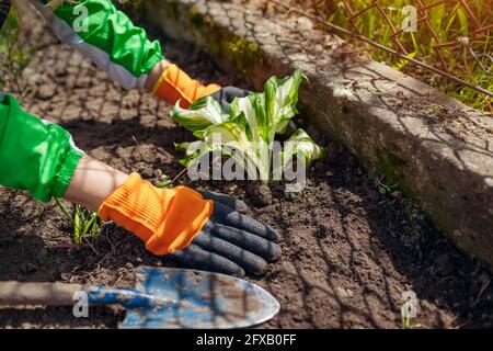 Transplanting variegated tricolor hosta shade tolerant plant in spring garden. Gardener covers plant with soil Stock Photo